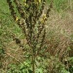 Verbascum lychnitisFlower