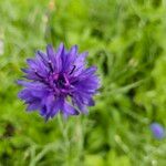 Centaurea sulphurea Flor