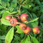 Rosa palustris Fruit