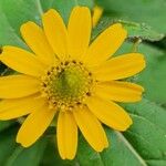 Sanvitalia procumbens Flower