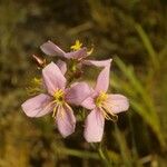 Rhexia alifanus Floare