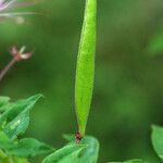 Polanisia dodecandra Fruit