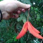 Sterculia megistophyllaFrukto