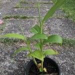 Curcuma longa Blad