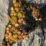 Sempervivum globiferum Habit