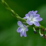 Stachytarpheta cayennensis Çiçek