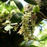 Bulbophyllum nutans Õis