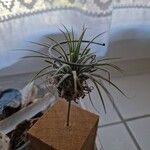 Tillandsia aeranthos Листок