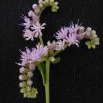 Cyrtocymura scorpioides Květ