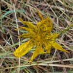Tragopogon orientalis Flower
