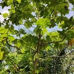 Cecropia peltata Leaf