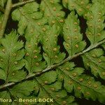 Dryopteris aemula Alia