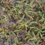 Zygophyllum simplex Leaf