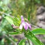 Justicia squarrosa Flor