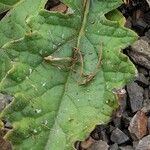 Paranephelius asperifolius Leaf