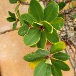 Euphorbia bulbispina Blad
