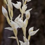 Cephalanthera austiniae Flower