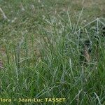 Eleusine coracana Habit