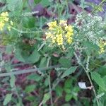 Sisymbrium loeseliiFlor