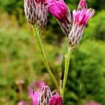 Serratula tinctoria Flower