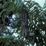 Amherstia nobilis പുറംതൊലി