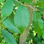 Ulmus pumila Levél