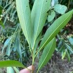 Nectandra angustifolia Листок