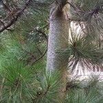 Pinus resinosa പുറംതൊലി