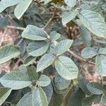 Handroanthus ochraceus 葉