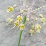 Allium stamineum Flower