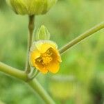 Abutilon theophrasti 花