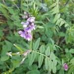 Vicia sepiumफूल