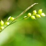 Carex alba 花