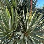 Yucca gloriosa পাতা