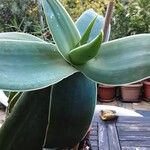 Aloe striata Folio