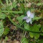 Viola lactea Flor