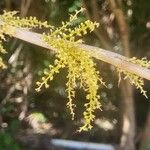 Thrinax radiata Flower