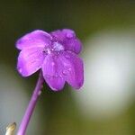 Pseuderanthemum alatum Flor