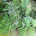 Pteris tripartita ശീലം