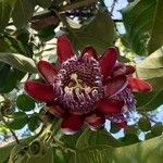 Passiflora alata Blodyn
