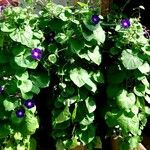 Ipomoea purpurea عادت داشتن