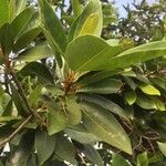 Ficus sansibarica Leaf