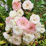 Rosa banksiae 花