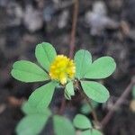 Trifolium dubium Blatt