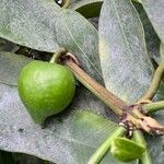 Garcinia cochinchinensis ഫലം