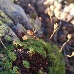 Saxifraga moschata Blodyn