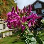 Cleome spinosa Λουλούδι