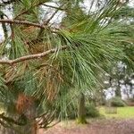 Pinus peuce Leaf