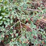 Cotoneaster nebrodensis Hàbitat