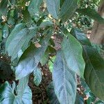 Dendropanax cuneatus Blad